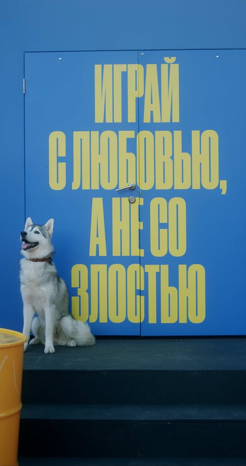 有关伸出舌头, 动物, 坐的免费素材视频