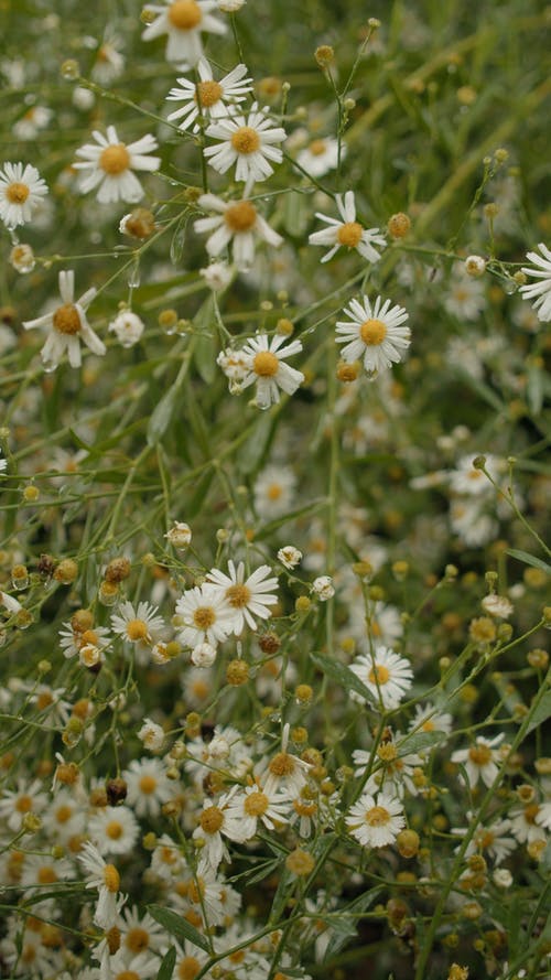 有关垂直视频, 天气, 头花的免费素材视频