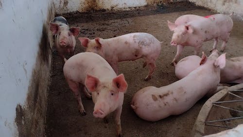 有关一群动物, 钢笔, 肮脏的的免费素材视频