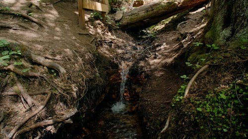 有关倒下的树, 小, 慢动作的免费素材视频