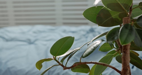 有关喷,树叶,水的免费素材视频