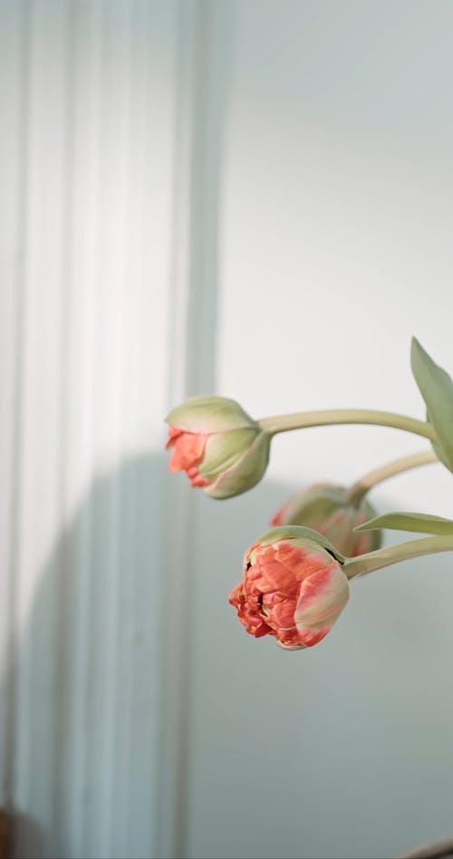 有关侏儒症, 侧面图, 垂直视频的免费素材视频