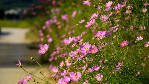 有关植物群,特写,紫色的花朵的免费素材视频
