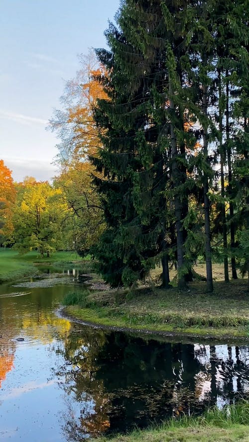 有关公园, 垂直视频, 平移拍摄的免费素材视频