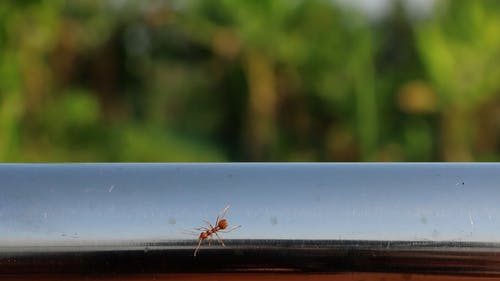 有关动物, 反射, 天性的免费素材视频