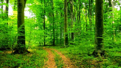 有关小径, 工厂, 森林的免费素材视频