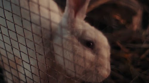 有关兔子, 动物, 哺乳动物的免费素材视频