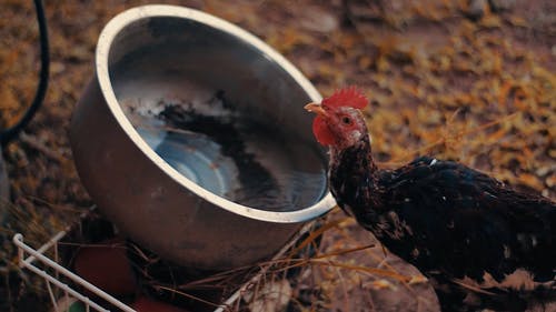 有关公鸡, 动物, 喝的免费素材视频