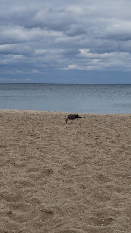 有关动物,垂直视频,岸边的免费素材视频