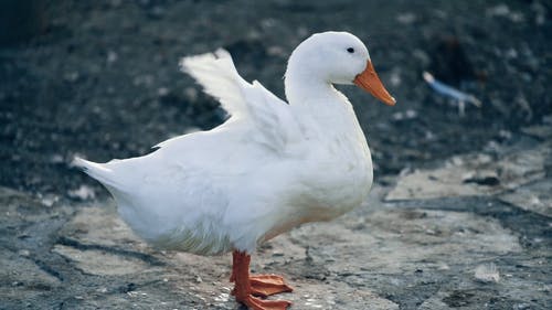 有关动物, 家畜, 慢动作的免费素材视频