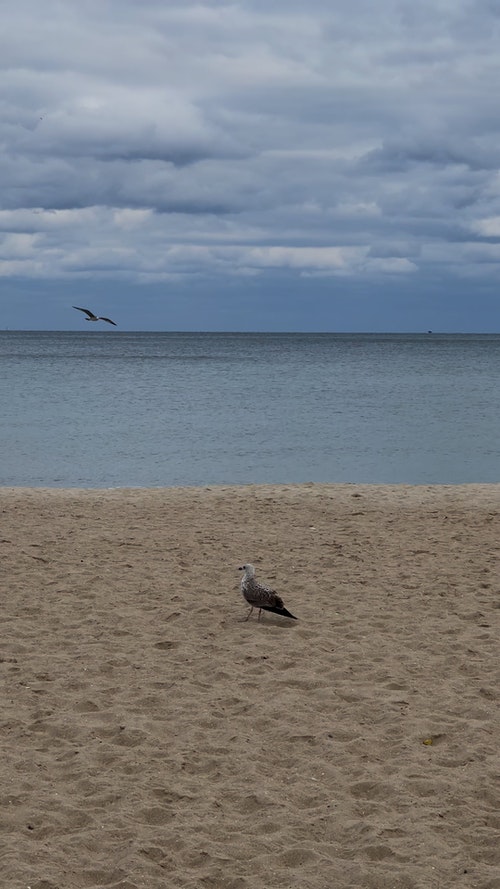 有关动物,垂直视频,岸边的免费素材视频