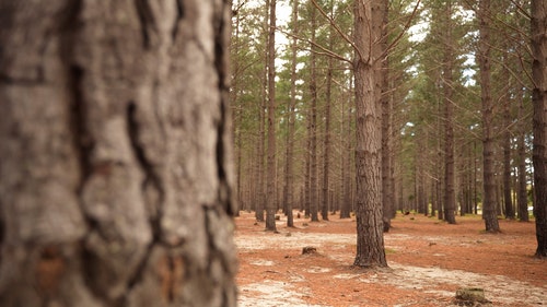 有关forestpark,冒险,天性的免费素材视频