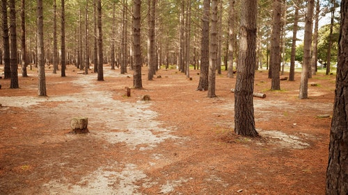 有关forestpark,低角度拍摄,冒险的免费素材视频