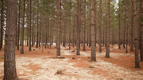 有关forestpark,冒险,天性的免费素材视频