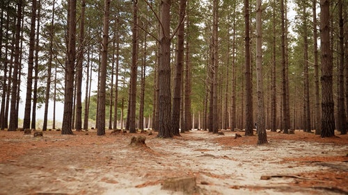 有关forestpark,冒险,天性的免费素材视频