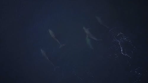有关水下, 海, 海洋动物的免费素材视频