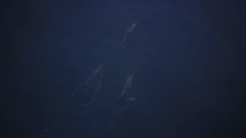 有关加州, 动物, 太平洋的免费素材视频