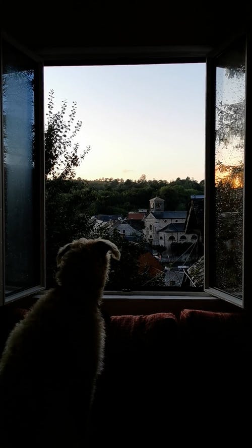 有关动物, 叫声, 垂直视频的免费素材视频