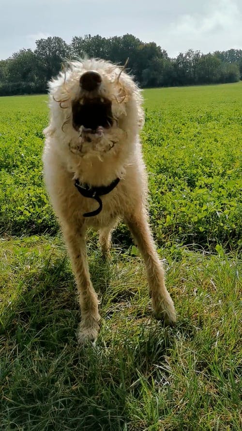 有关动物, 叫声, 垂直视频的免费素材视频