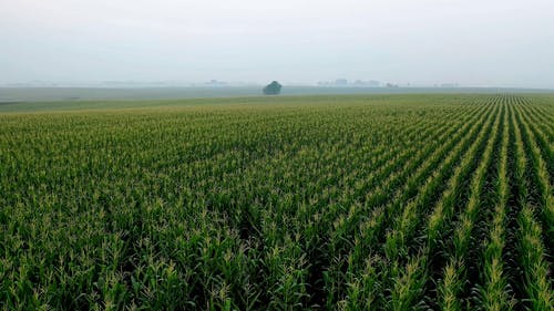 有关@户外, 农业用地, 农地的免费素材视频