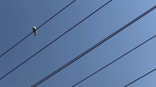 有关低角度拍摄, 晴朗的天空, 栖息的免费素材视频