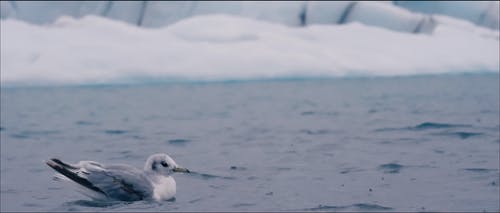 有关冬季, 冰岛, 冷的免费素材视频