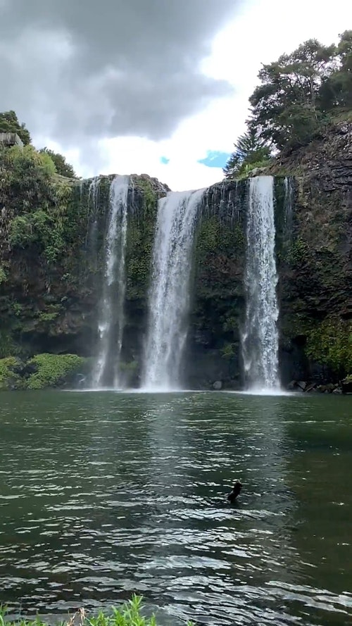 有关垂直视频,天性,性质的免费素材视频