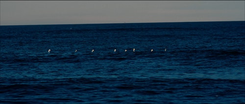 有关划桨,动物,天性的免费素材视频