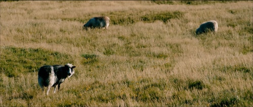 有关冰岛羊,冰岛,动物的免费素材视频