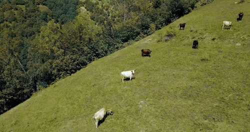 有关moutains,农业用地,奶牛的免费素材视频