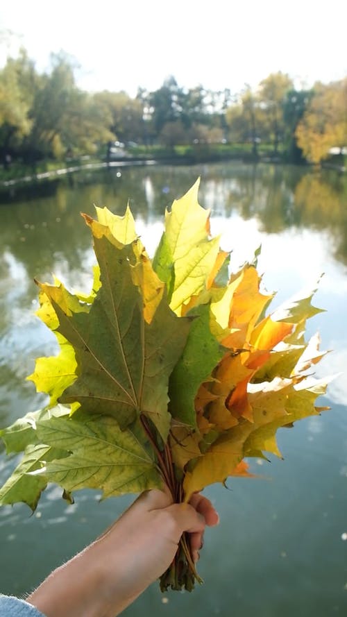 有关垂直视频, 手, 握住的免费素材视频