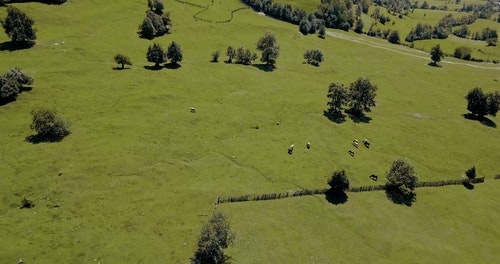 有关牲畜,空中镜头,空拍机连续镜头的免费素材视频