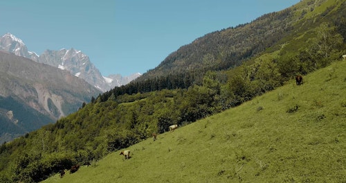 有关moutains,农业用地,奶牛的免费素材视频