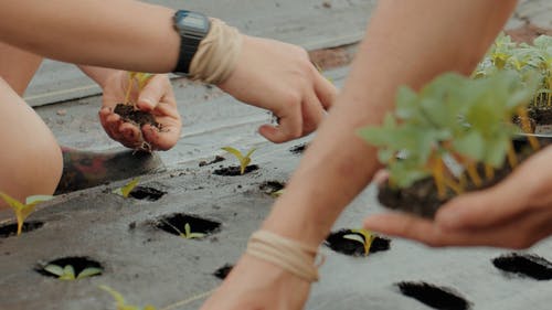 有关园艺, 增长, 工厂的免费素材视频