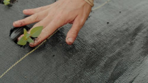 有关园艺, 增长, 工厂的免费素材视频