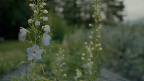 有关天性, 头花, 工厂的免费素材视频