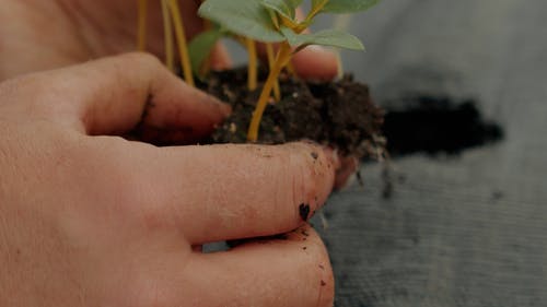 有关园艺, 增长, 工厂的免费素材视频
