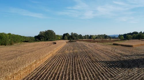 有关农村的场景, 增长, 户外的免费素材视频