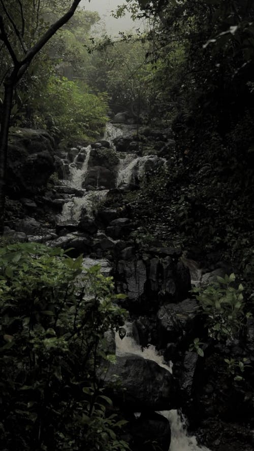 有关垂直视频, 天性, 户外的免费素材视频