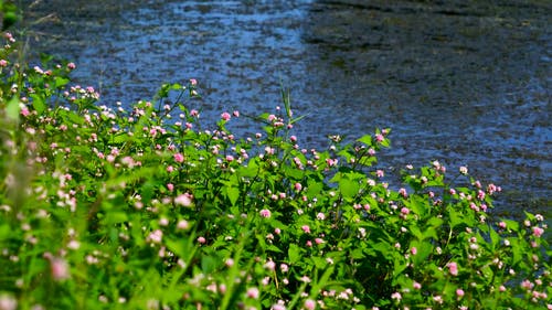 有关天性, 工厂, 户外的免费素材视频