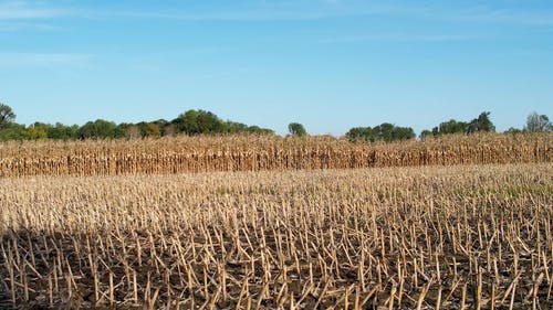 有关影片, 户外, 收成的免费素材视频