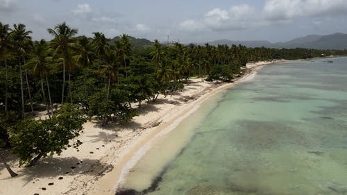 有关户外, 景观, 棕榈树的免费素材视频