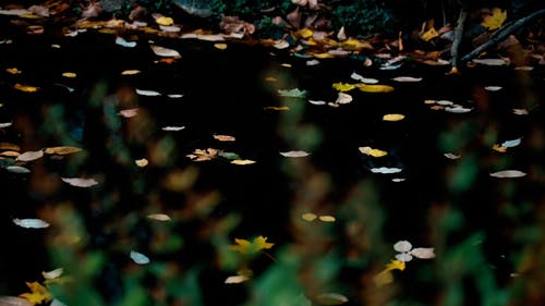 有关天性, 户外, 水的免费素材视频