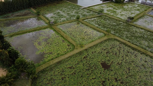 有关泰国,稻田,空中镜头的免费素材视频