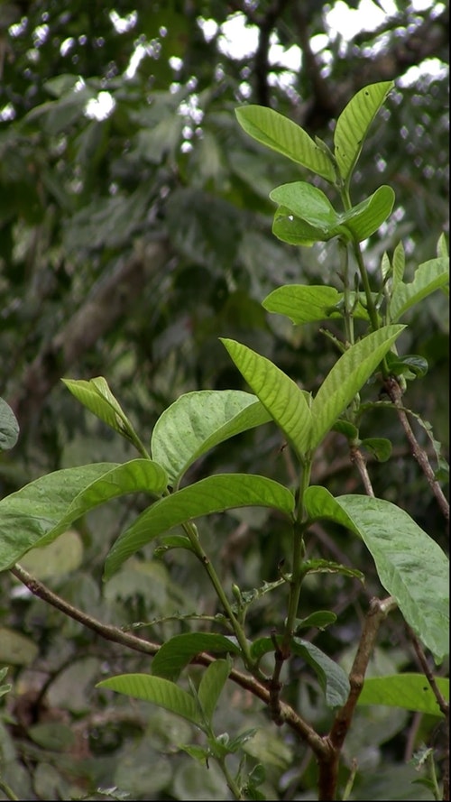 有关下雨,垂直视频,天性的免费素材视频