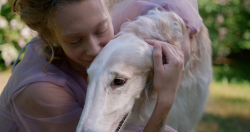 有关sighthound,亲热,人的免费素材视频