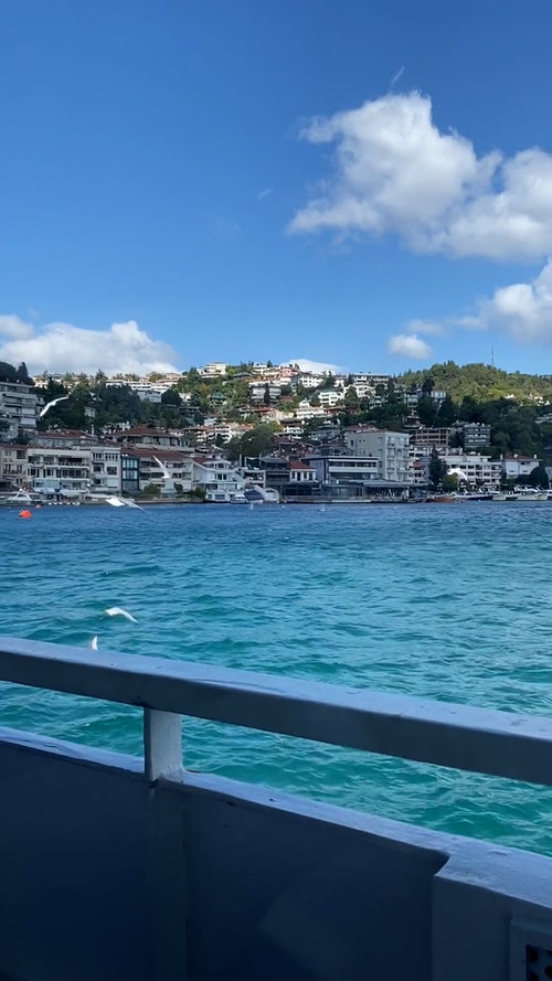 有关一群鸟,垂直视频,海上的免费素材视频