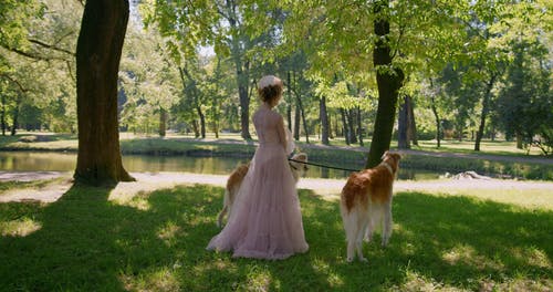 有关sighthound, 伴侣, 优雅的免费素材视频