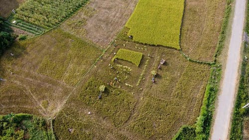 有关一大群人, 农村的场景, 工作的的免费素材视频