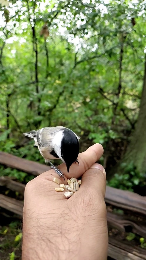 有关poecile atricapillus,动物,垂直视频的免费素材视频